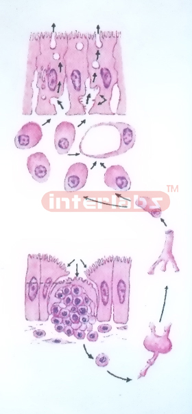 HUMAN MODEL SHOWING THE SECRETORY IMMUNE FUNCTION OF SMALL INTESTINE